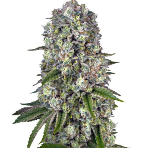 Семена сорта Tropicanna Banana fem (Barney's Farm)