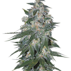 Семена сорта Ketama fem (World of Seeds)