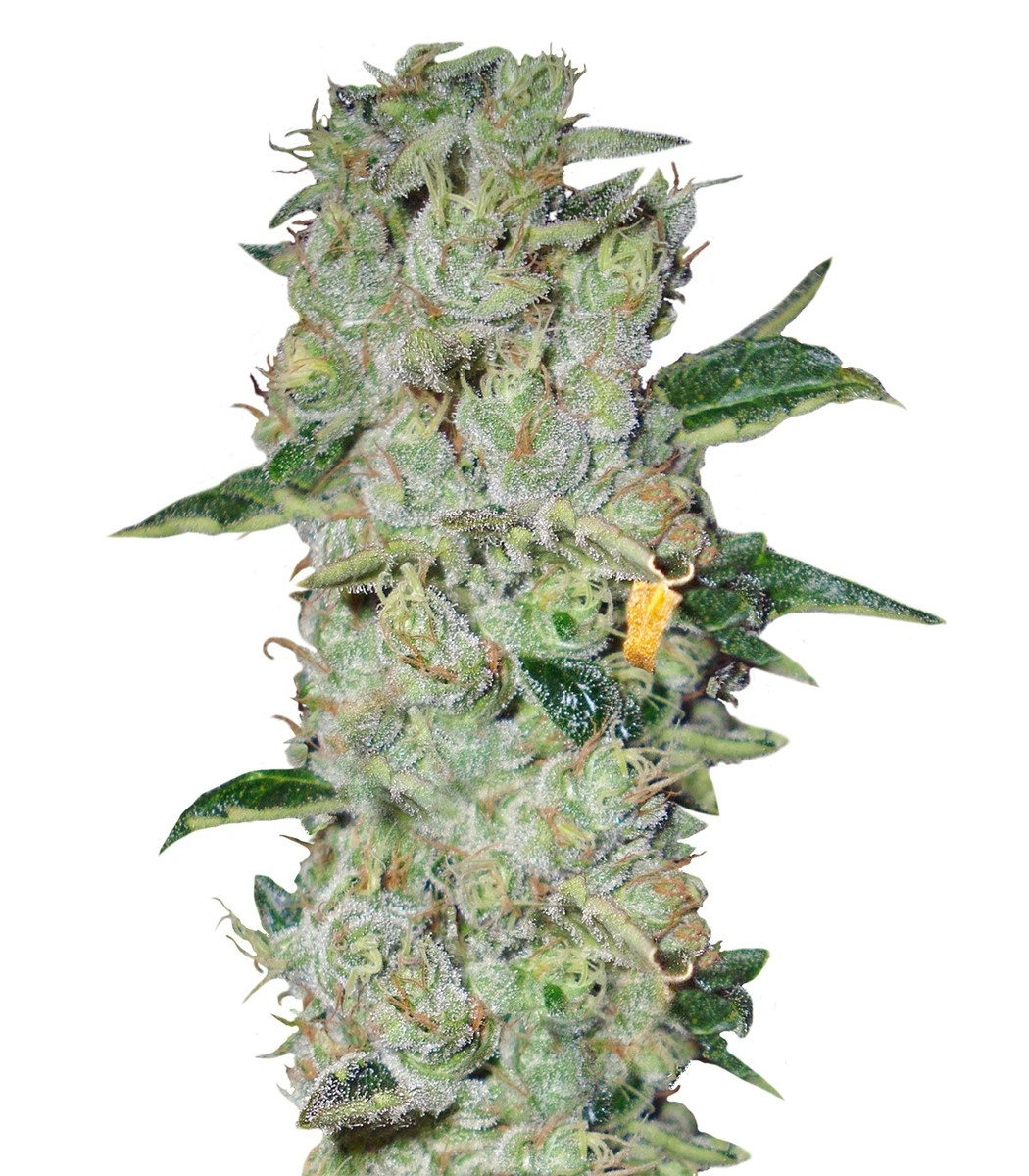 Northern Lights regular (Nirvana Seeds) семена конопли