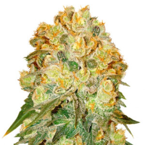 Marmalate fem (Delicious Seeds) семена конопли
