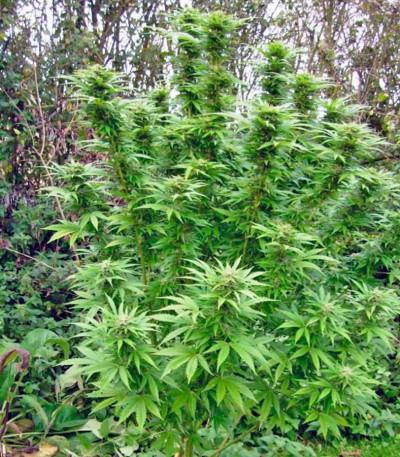 Sweet Cheese F1 Fast Version fem (Sweet Seeds) семена конопли — изображение 3