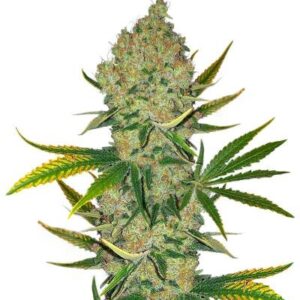 Easy Runtz Autoflower fem (Easy Grow Seeds) семена конопли