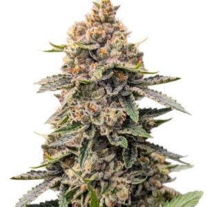 Grease Monkey Autoflower fem (Easy Grow Seeds) семена конопли